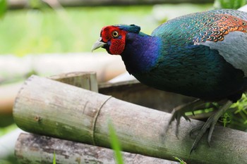 Green Pheasant おかざき自然体験の森 Sat, 4/20/2024