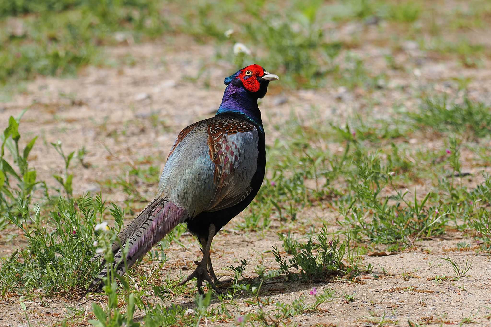 Green Pheasant