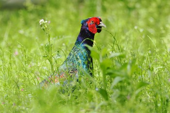 Green Pheasant おかざき自然体験の森 Sat, 4/20/2024