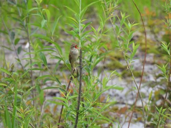 Oriental Reed Warbler 勅使池(豊明市) Sat, 4/20/2024