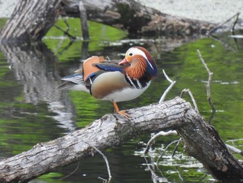 Mandarin Duck 勅使池(豊明市) Wed, 4/17/2024