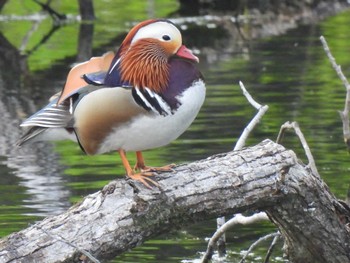 Mandarin Duck 勅使池(豊明市) Wed, 4/17/2024