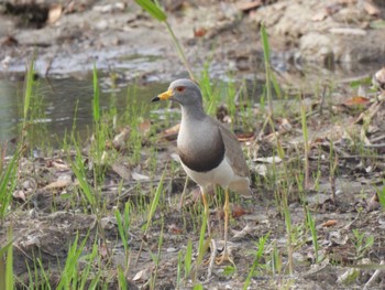 Grey-headed Lapwing 勅使池(豊明市) Wed, 4/17/2024