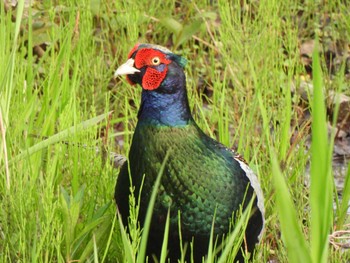 Green Pheasant 勅使池(豊明市) Wed, 4/17/2024