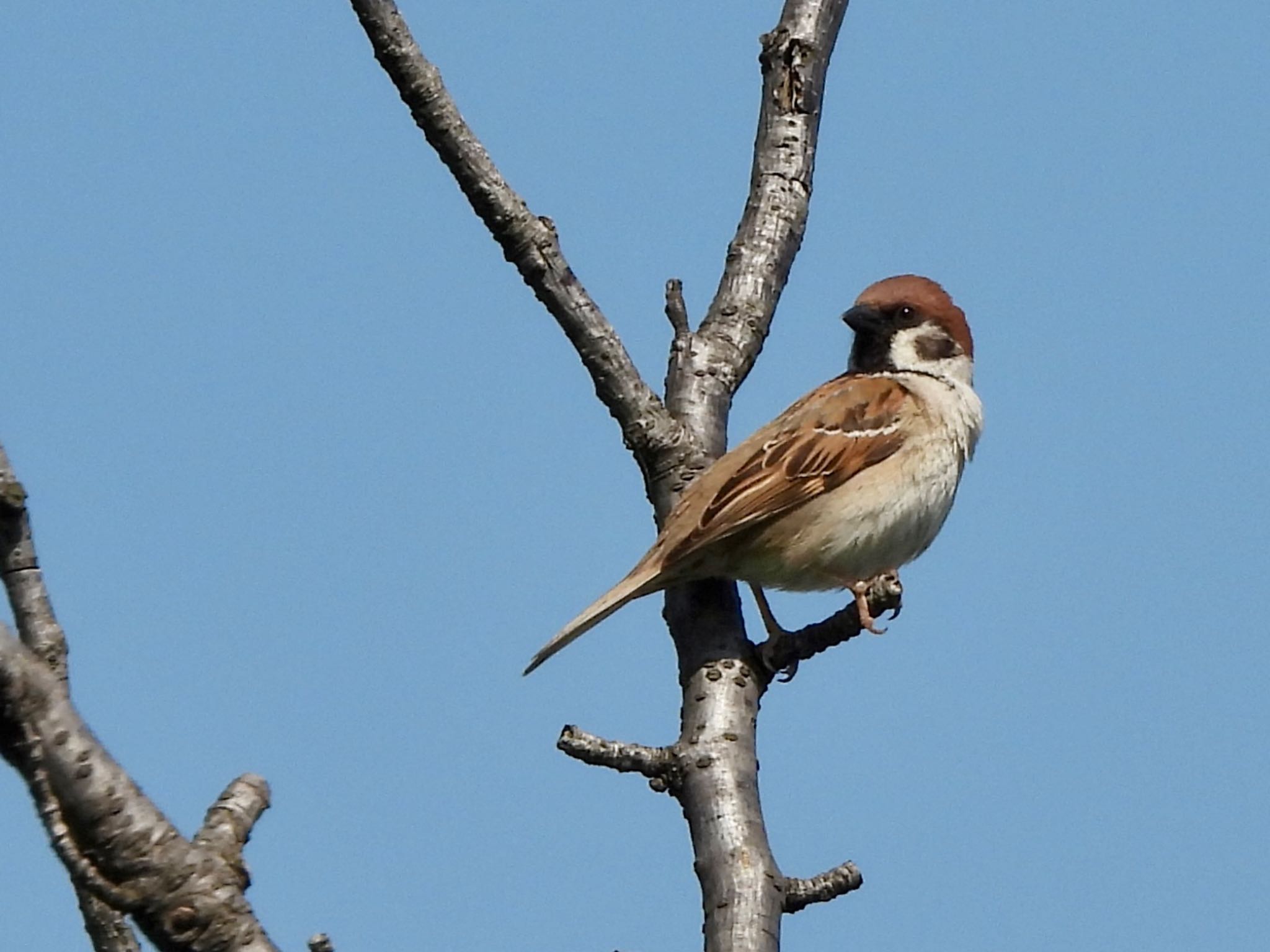Photo of Eurasian Tree Sparrow at 多摩川 by くー