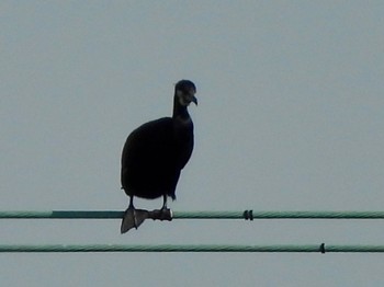 Great Cormorant 多摩川 Thu, 4/25/2024