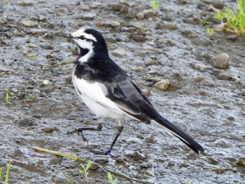 White Wagtail 多摩川 Thu, 4/25/2024