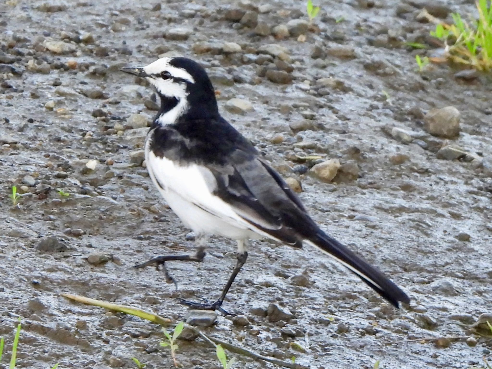 White Wagtail