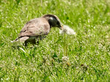 White-cheeked Starling 多摩川 Thu, 4/25/2024