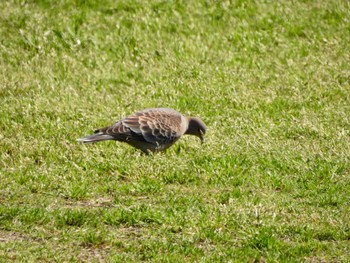 Oriental Turtle Dove 多摩川 Thu, 4/25/2024