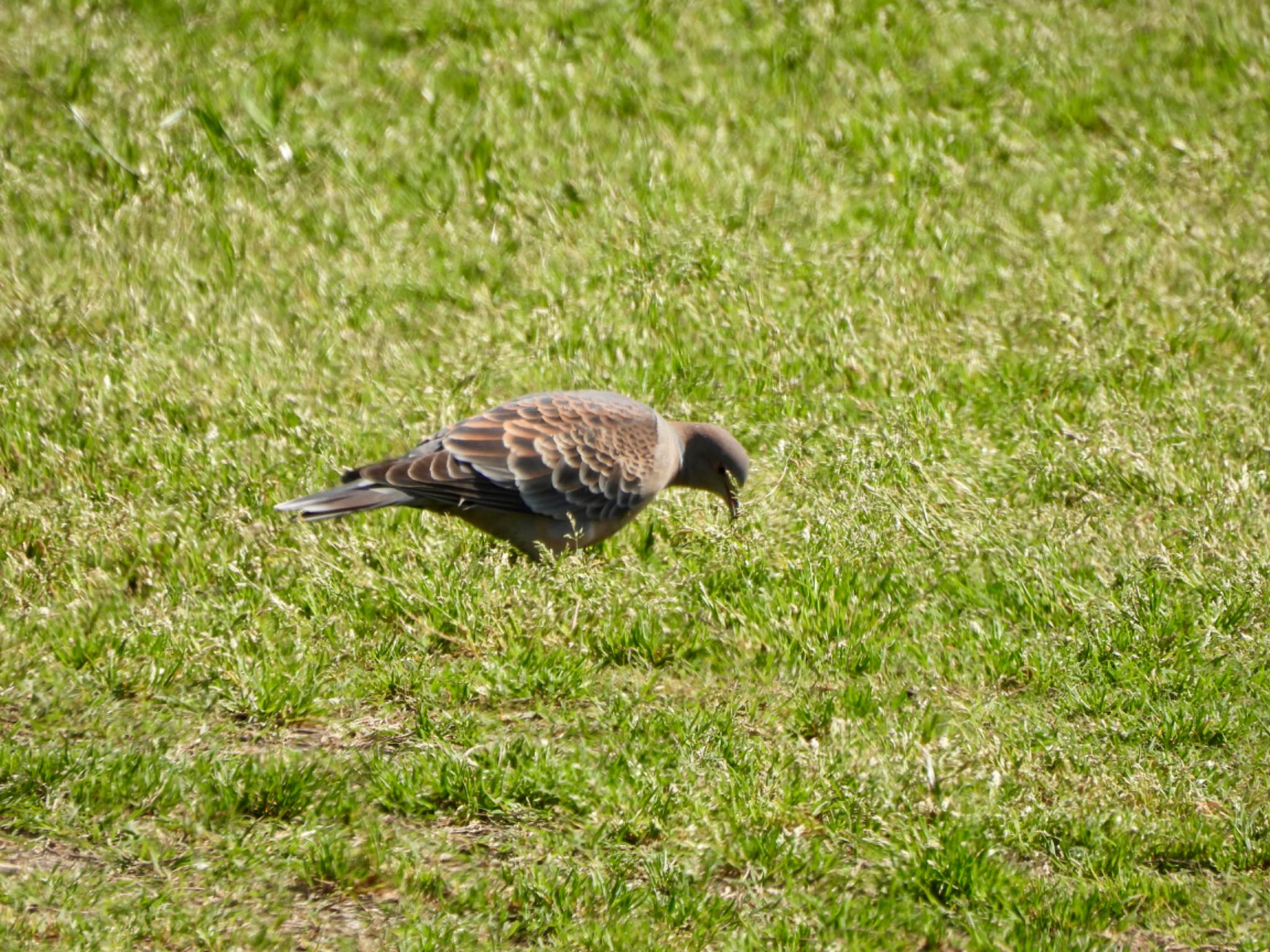 Photo of Oriental Turtle Dove at 多摩川 by くー