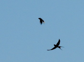 Barn Swallow 多摩川 Thu, 4/25/2024