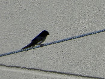 Barn Swallow 多摩川 Thu, 4/25/2024