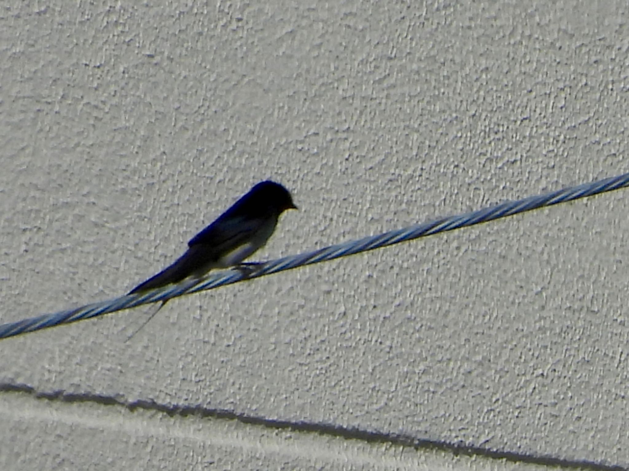 Barn Swallow