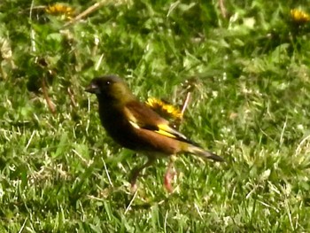 Grey-capped Greenfinch 多摩川 Thu, 4/25/2024