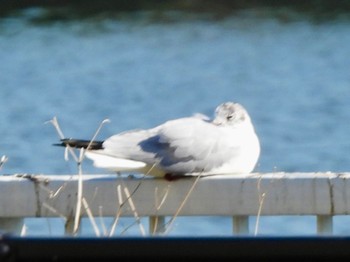 Black-headed Gull 多摩川 Thu, 4/25/2024