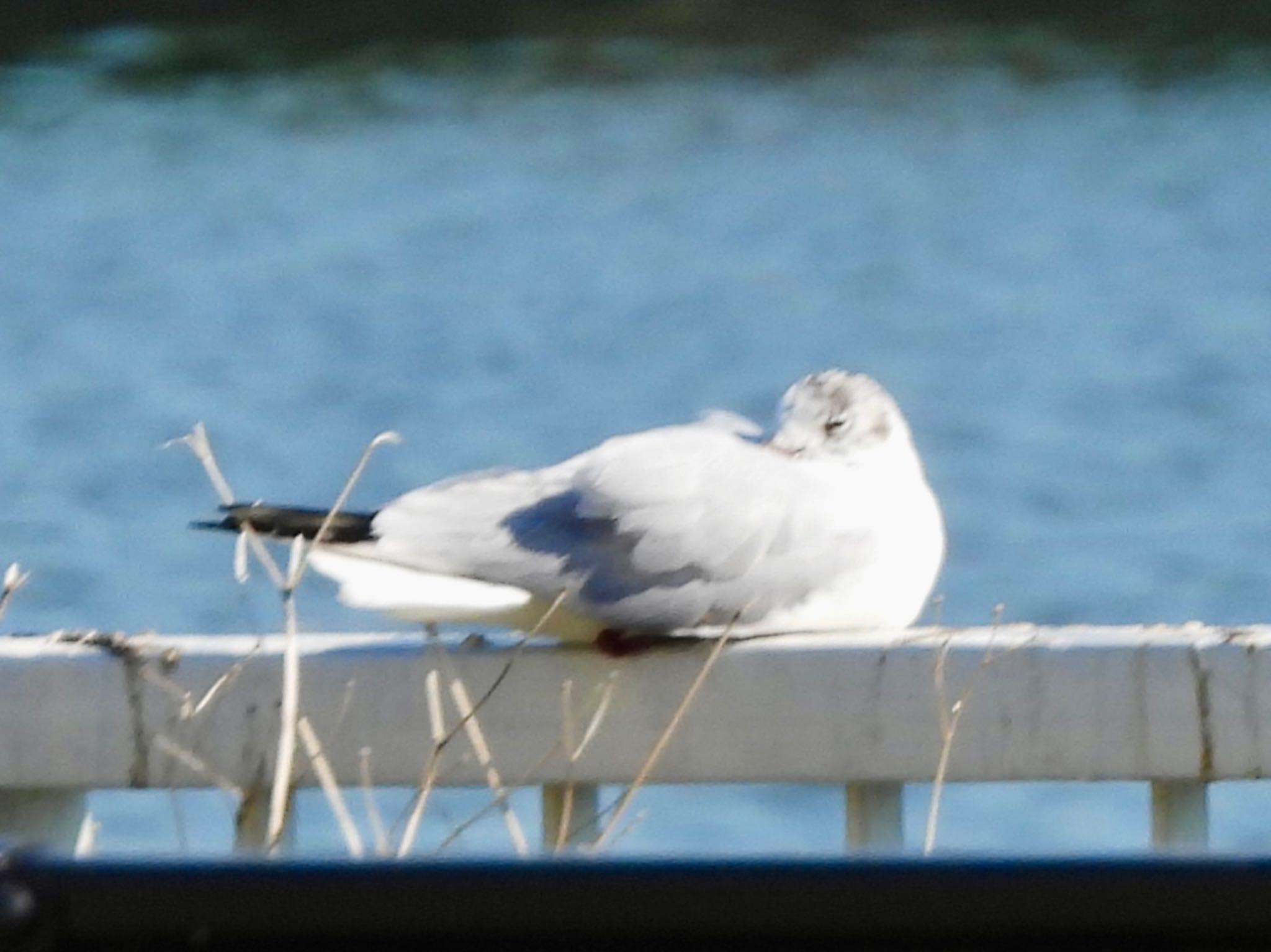 Black-headed Gull