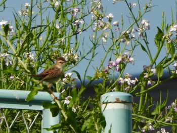 Zitting Cisticola 多摩川 Thu, 4/25/2024