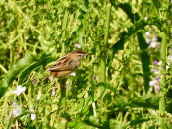 Zitting Cisticola 多摩川 Thu, 4/25/2024