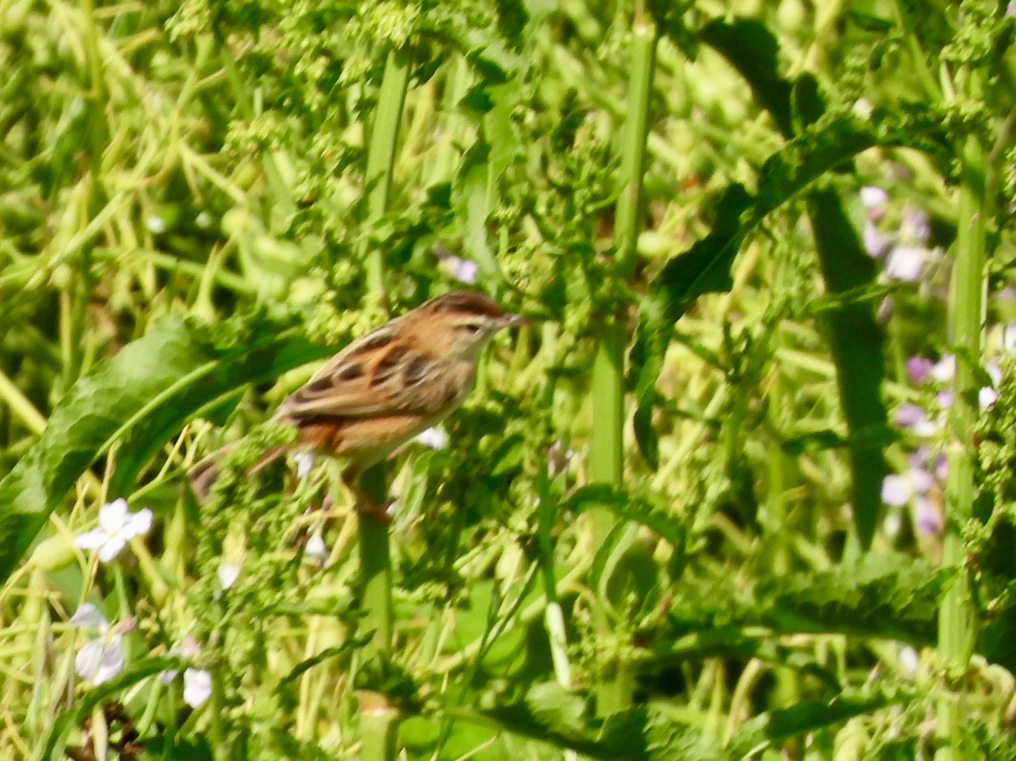 Zitting Cisticola