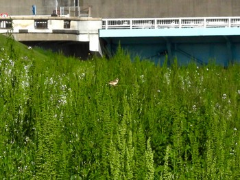 Zitting Cisticola 多摩川 Thu, 4/25/2024