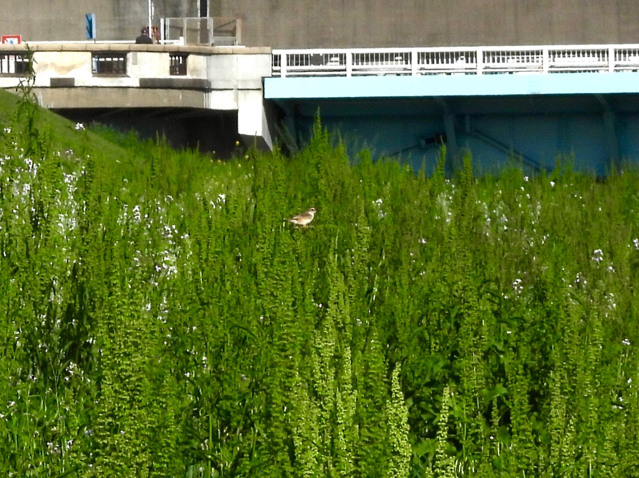 Photo of Zitting Cisticola at 多摩川 by くー