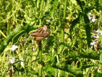 2024年4月25日(木) 多摩川の野鳥観察記録