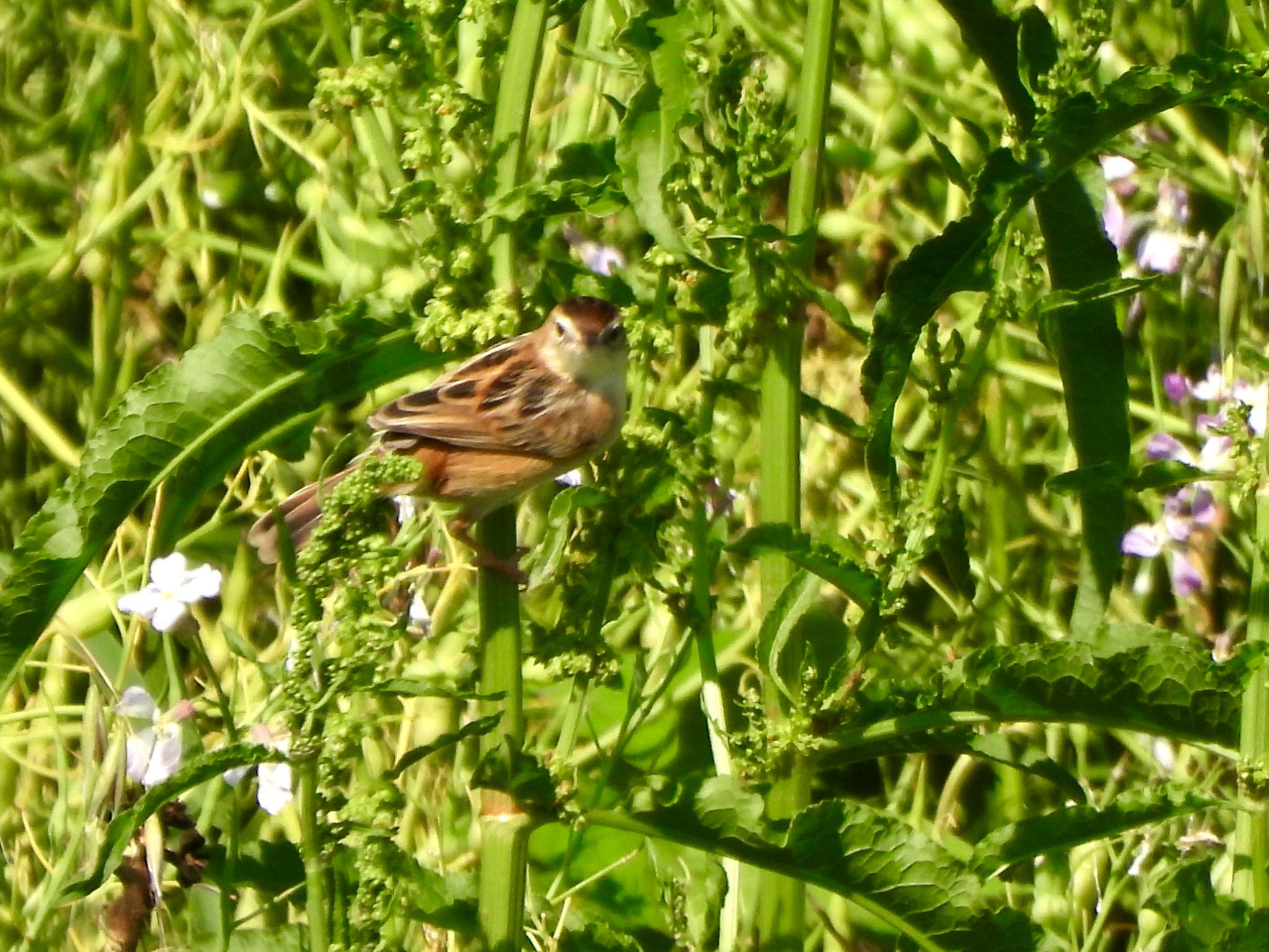 Photo of Zitting Cisticola at 多摩川 by くー