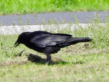 Carrion Crow 多摩川 Thu, 4/25/2024