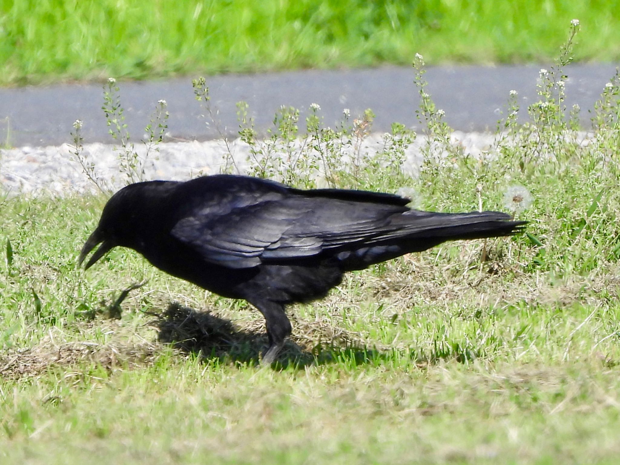 Photo of Carrion Crow at 多摩川 by くー