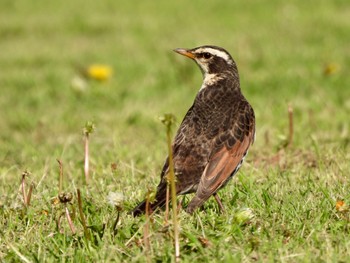 Dusky Thrush 多摩川 Thu, 4/25/2024