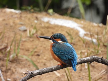 Common Kingfisher ギャザリアビオガーデン　フジクラ木場千年の森 Sun, 3/24/2024