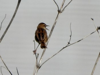 Zitting Cisticola 多摩川 Thu, 4/25/2024