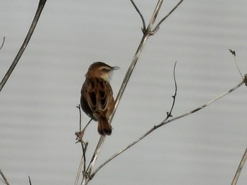 Zitting Cisticola 多摩川 Thu, 4/25/2024