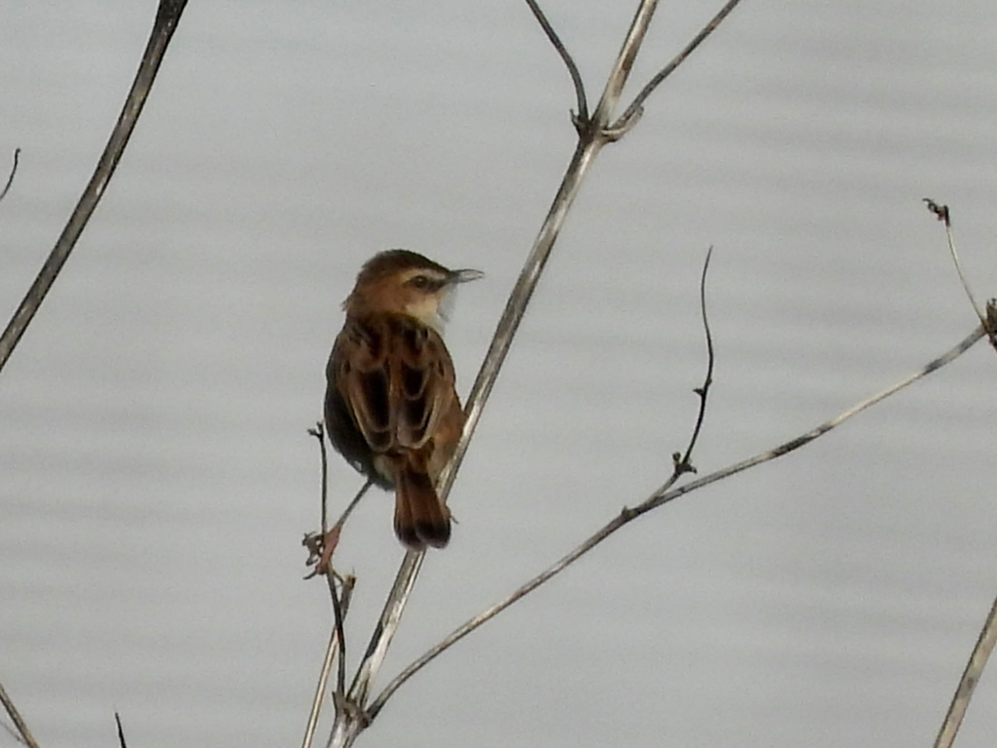 Zitting Cisticola