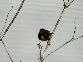 Zitting Cisticola 多摩川 Thu, 4/25/2024