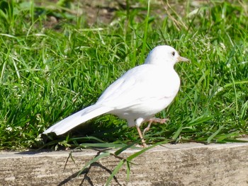 White Wagtail 多摩川 Thu, 4/25/2024