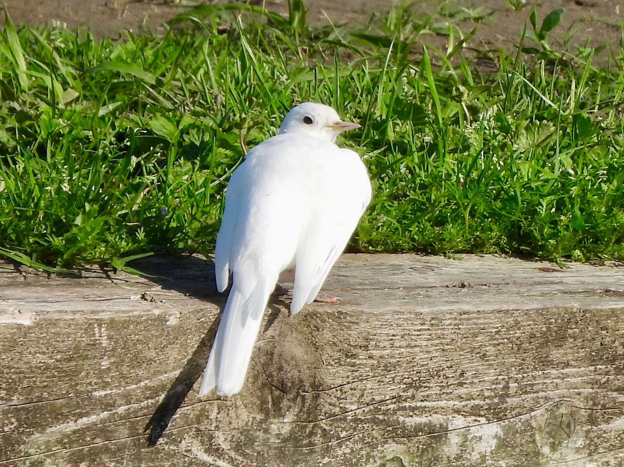 Photo of White Wagtail at 多摩川 by くー