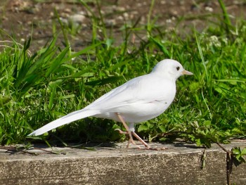 White Wagtail 多摩川 Thu, 4/25/2024