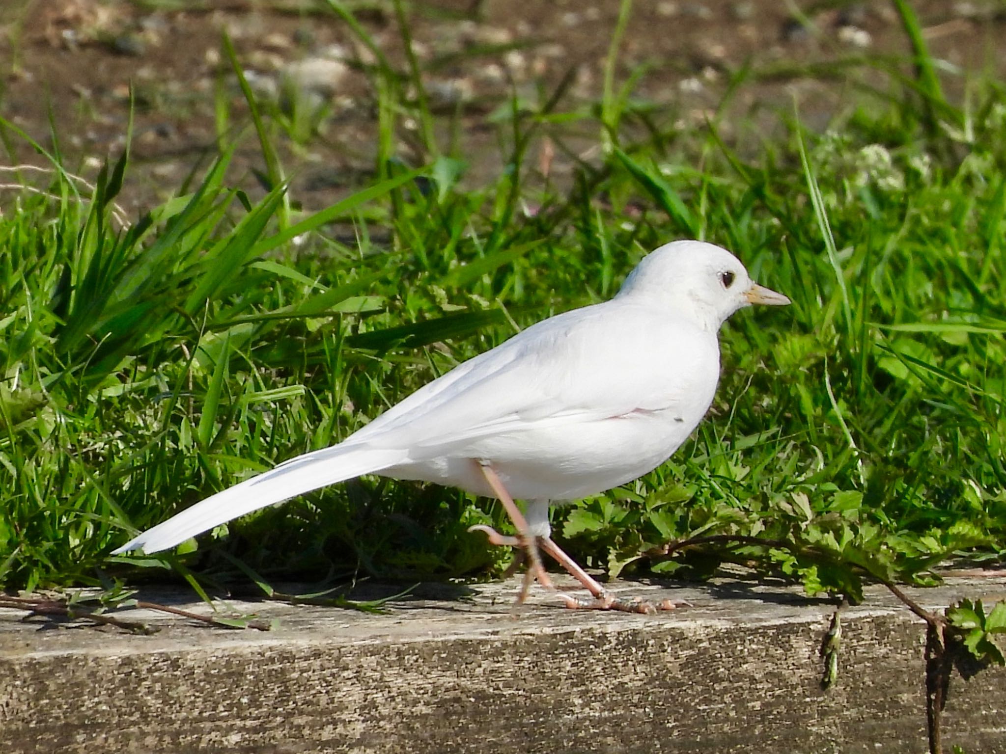 Photo of White Wagtail at 多摩川 by くー