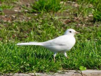 White Wagtail 多摩川 Thu, 4/25/2024