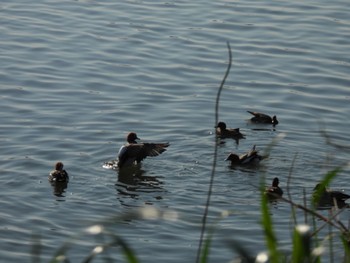 Eurasian Wigeon 多摩川 Thu, 4/25/2024