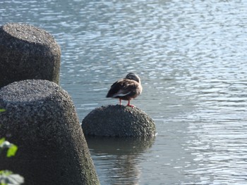 カルガモ 多摩川 2024年4月25日(木)