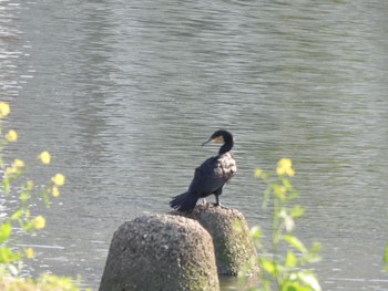 カワウ 多摩川 2024年4月25日(木)