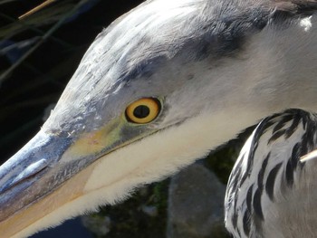 2018年12月30日(日) 恩田川(高瀬橋付近)の野鳥観察記録