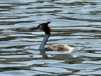 Great Crested Grebe 多摩川 Thu, 4/25/2024