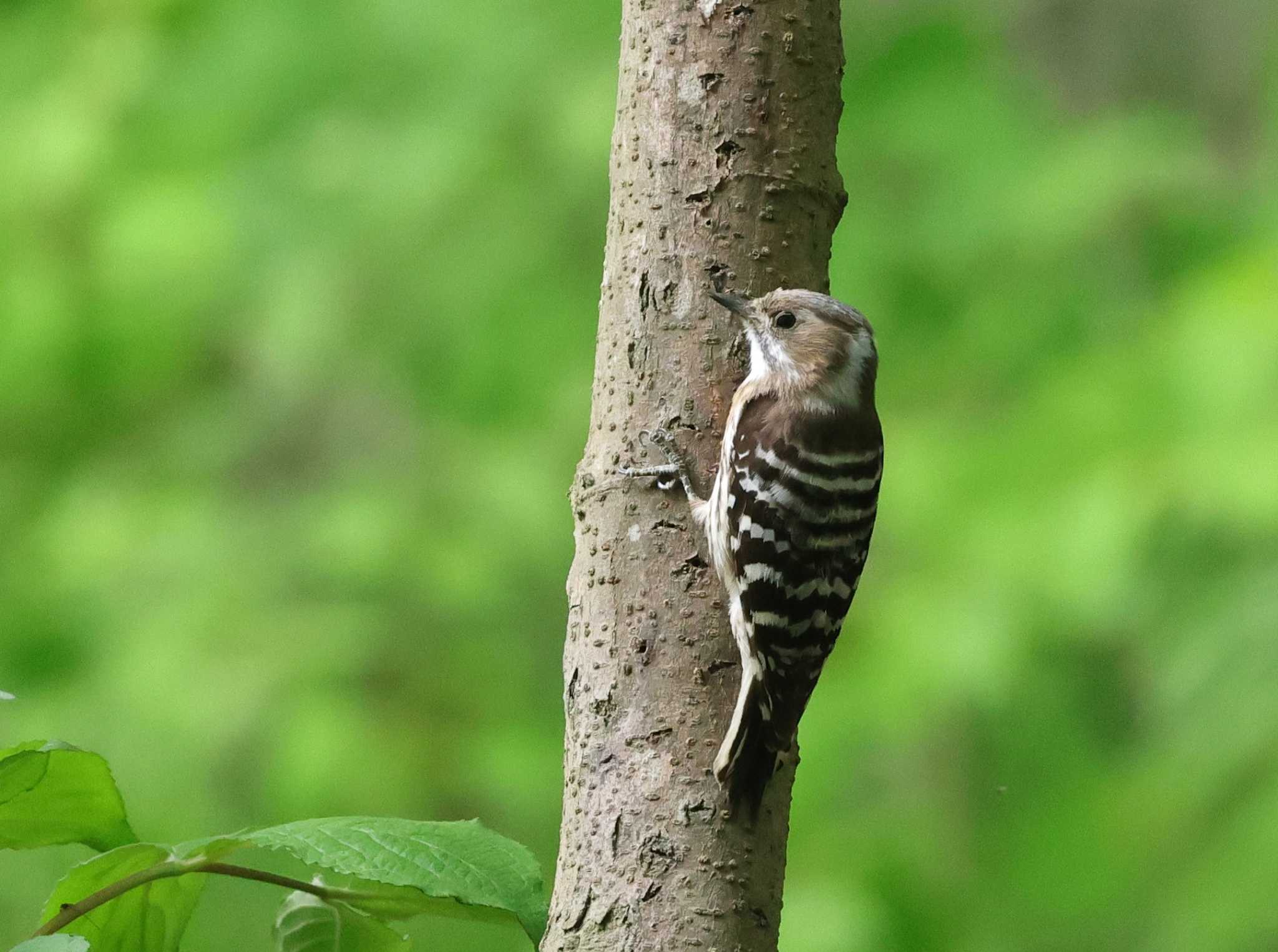 Photo of Japanese Pygmy Woodpecker at 多摩地区 by taiga