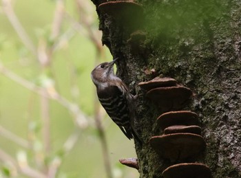 Japanese Pygmy Woodpecker 多摩地区 Sat, 4/20/2024