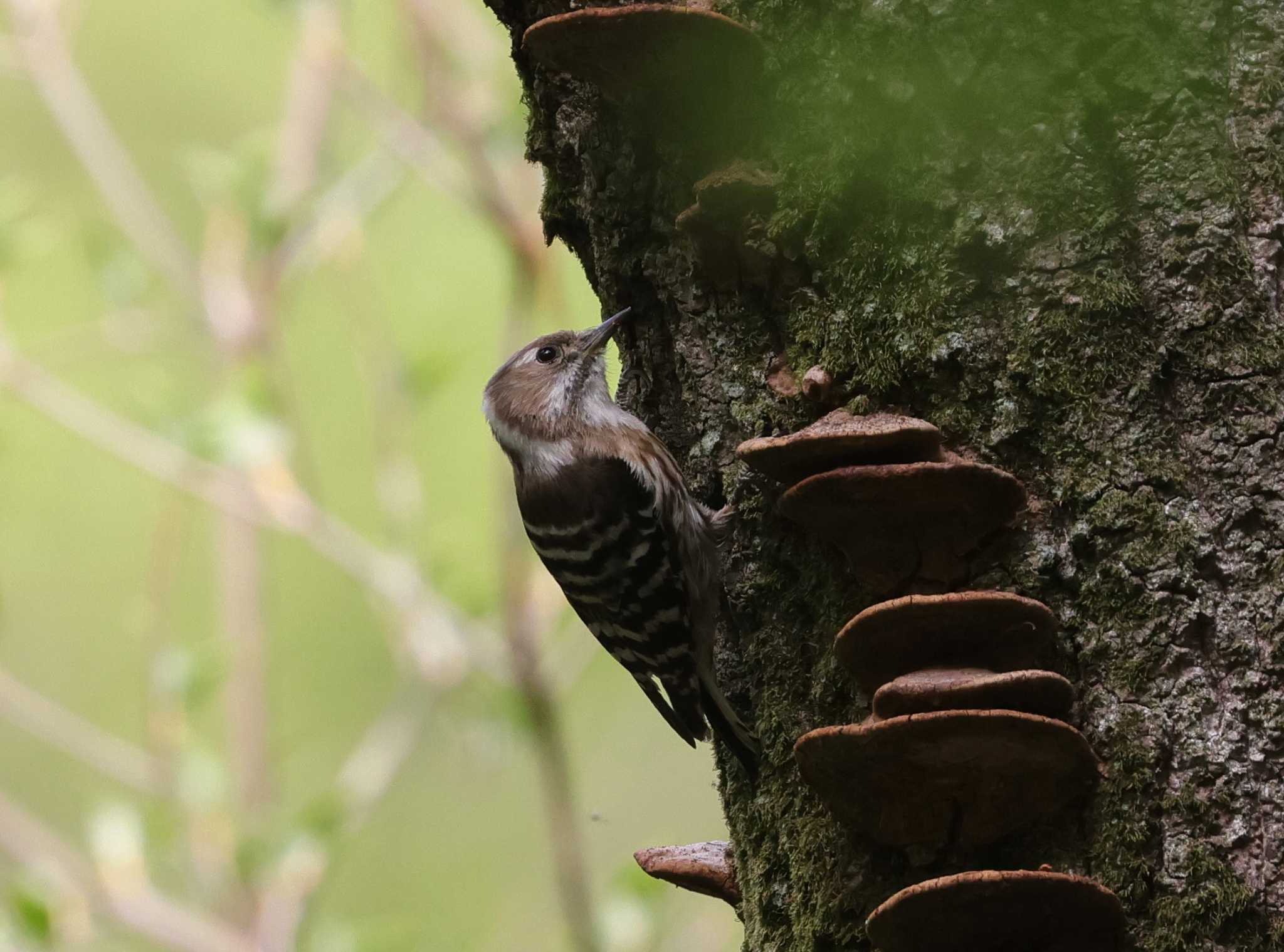 Photo of Japanese Pygmy Woodpecker at 多摩地区 by taiga