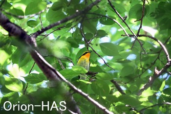 Narcissus Flycatcher 東京都多摩地域 Thu, 4/25/2024